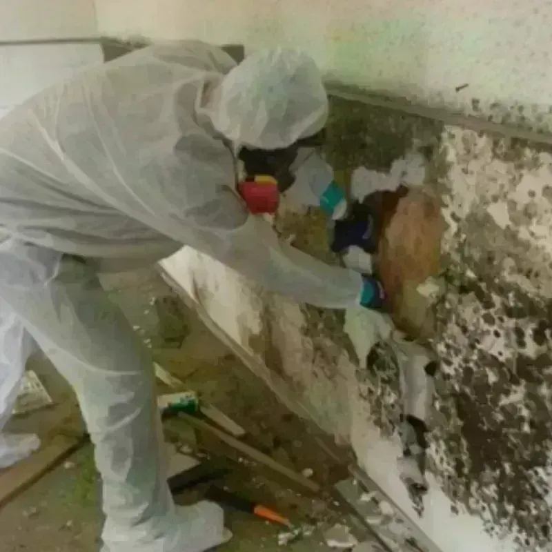 Mold Remediation and Removal in Springfield, NY